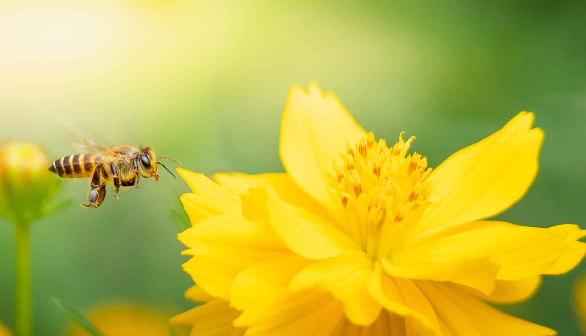 Gelbe Blüte als Symbolbild zum persönlichen Weg von Michael Komm